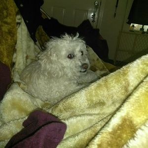 Meet your Posher, Roni